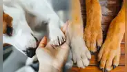 ¿Por qué las patas de tu perro tienen un olor particular y cuándo debes preocuparte?