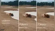 Verdadera amistad: perrito ayuda a su amigo en silla de ruedas a salir de un atasco de arena