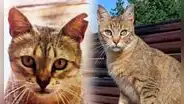 ¿Por qué algunos gatos callejeros tienen las orejas cortadas?