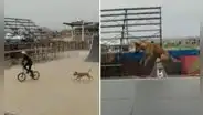 ¿Perrito skater? Can sorprende con su ‘habilidad’ para saltar enormes rampas junto con su dueño
