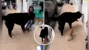 Perrito arremete y hace huir a otro can 10 veces más grande que él: "Chihuahua con corazón de gran danés"