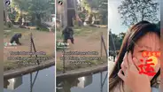 ¿Cobró venganza? Chimpancé devuelve con furia la botella que turistas le lanzaron a su recinto