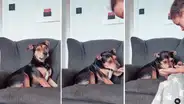 Perrito aprende a comunicarse con su humano mediante el juego de "Sí o no"