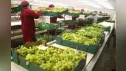 Midagri: El 35% de las agroexportaciones estaría en riesgo por protestas