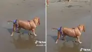 Captan a perrita con bikini en la playa y se roba las miradas: “Qué regia”