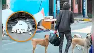 Rímac: denuncian a recicladora que tomó vereda para vivir con sus 16 perritos