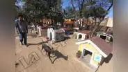 Lambayeque: ¿sabías que existe un cementerio de perros peruanos sin pelo?