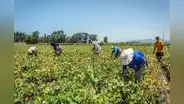 Midagri: Sector agropecuario superó expectativas y creció 4,3% el año pasado