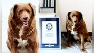 Bobi, el perro de 30 años que ha ganado el récord Guinness al can más longevo de la historia