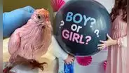 Indignación tras hallazgo de paloma pintada de rosa para fiesta de revelación de género