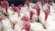 Lambayeque: 360 aves domésticas fueron sacrificadas por la gripe aviar