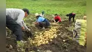 Proyectan que cosecha agraria caerá 23% en el primer semestre del 2023