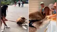 Perrito hace ‘berrinche’ en la calle y se rehúsa a avanzar si su dueña no le compra un helado