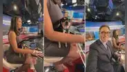 Conductora de noticias no pudo dejar solo a su perrito y salió al aire con él en sus piernas