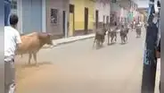 Rímac: hombre es herido al recibir una cornada de toro en plena vía pública