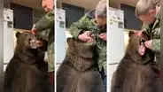 Oso sorprende al dejarse lavar los dientes por su dueño y escena se hace viral