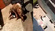 Santa Anita: rescatan a perros que eran recogidos de la calle para ser atacados