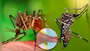 ¿Cómo se transmite la chikungunya y cuáles son los signos de alarma, según la OMS?