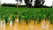 Agricultores recibirán hasta S/800 por cada hectárea afectada por los huaicos