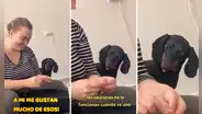 Perrito salchicha 'adicto' al pollito queda hipnotizado por el deshilachado de su dueña