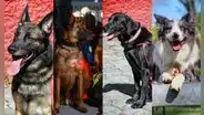 Conoce al valeroso equipo de perritos rescatistas que ayudarán tras terremoto en Turquía