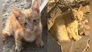 ¡Necesitan de tu ayuda! 20 gatitos viven abandonados al borde de un río en el Cercado de Lima