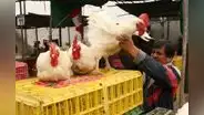 Cae en 30% la producción de carne de pollo y huevos