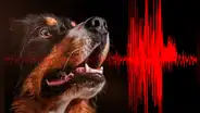 El aterrador ‘sonido’ de la tierra que los animales pueden sentir antes de un sismo