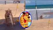 ¡El perro pescador!: pitbull luce feliz luego de haber 'capturado' un pez