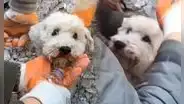 En medio de la tragedia, perrito es rescatado entre los escombros tras terremoto en Turquía