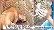 Terremoto en Turquía: perrita 'pide' a rescatistas que la ayuden a salvar a sus cachorros atrapados