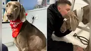 ¿Qué estarías dispuesto a hacer por tu mascota? Joven pone en venta su casa para pagarle tratamiento