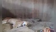 Reportan muerte de leona del zoológico de Huancayo por gripe aviar