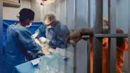 Proponen que los presos puedan reducir sus penas a cambio de donar sus órganos en EE. UU.