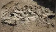Herramientas de hace 3 millones de años no fueron hechas por humanos, sugiere estudio