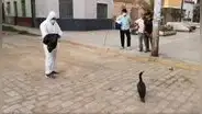 Retiran a ave marina que se encontró deambulando por el centro de la ciudad de Chiclayo