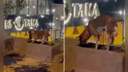 Juntos hasta el final: perrito entierra el cuerpo de su amigo gato atropellado por un auto