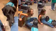 Perrito sorprende al ayudar a su dueña a prevenir un episodio nervioso en centro comercial
