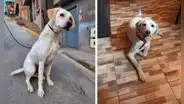 Lince: rescatistas ofrecen pollada para cubrir gastos de perrito que fue abandonado