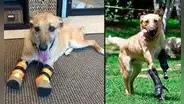 La cruel historia de Pay de Limón, el perro que fue mutilado por narcos del cártel de Los Zetas