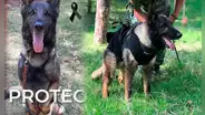 Fallece Proteo, perrito mexicano rescatista que viajó a Turquía