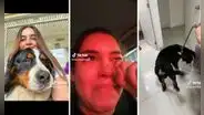 Joven rompe en llanto por el corte que le hicieron a su perrito: "Parece don Ramón"