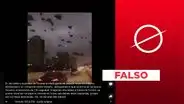 No, este video de aves volando no "anticipó" el terremoto en Turquía: fue grabado en otro país