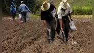 En plena campaña agrícola, siembras en 19 regiones cayeron hasta en casi 57%