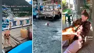 Perrita se encariña con turista y se lanza al mar para seguirlo de regreso a su país: "Dime que la llevaste"