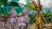 Hongo en plantas de plátano en Venezuela: ¿qué tan peligroso puede ser para la salud?