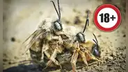 ¿Por qué las abejas pueden tener sexo una sola vez durante toda su vida?