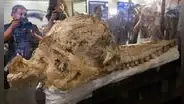 Hallan en Perú al "fósil mejor preservado del mundo" de cachalote prehistórico