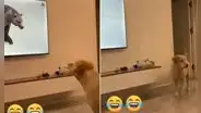 Perrito ve a oso polar en un programa y piensa que saldrá de la TV a jugar con él