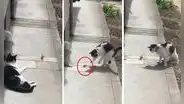 Gatito reta a duelo a un insecto sin imaginar que recibiría un insólito "ataque ninja"
